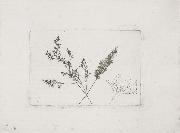 Willim Henry Fox Talbot Three Grasses painting